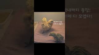 마지막 병아리 육추기 입성! 드디어 병아리 삼형제 완성🐥🐥🐥