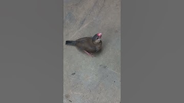 Thumbnail of burung gelatik belong
