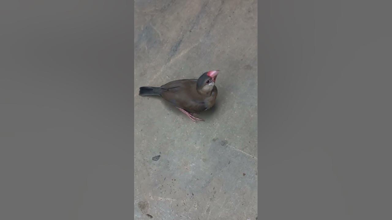 burung gelatik belong