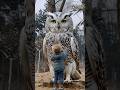 A Coruja Se Assustou Com O Menino Curioso Animals Nature Song Owl Corujas Cuteanimals mp3