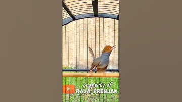 pancingan prenjak gacor istimewah #prenjak #prenjakgacor #pikatburung