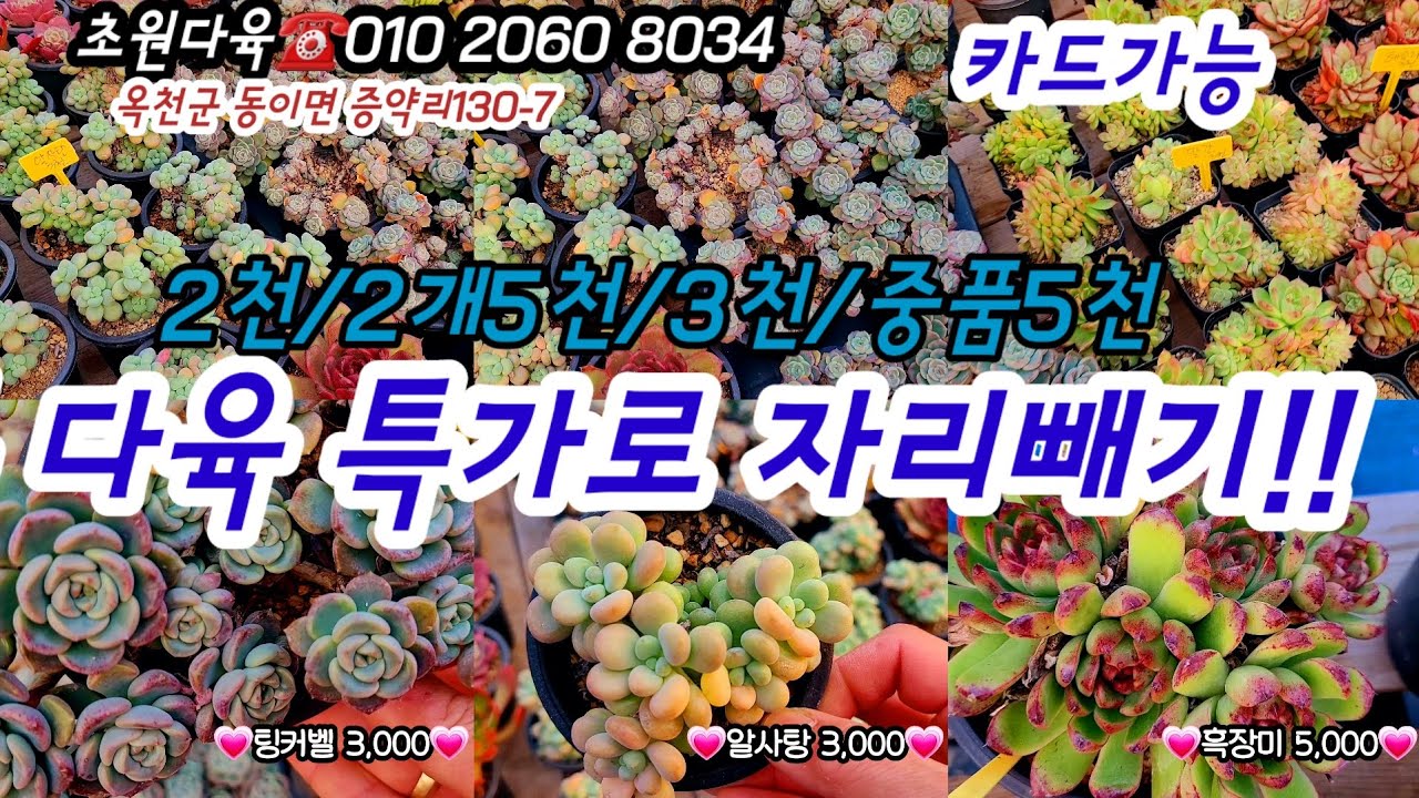 초원다육에 특가특집 모음전 중품 묵둥5천 2천 3천 3만이상선물증정 #초보다육 #다육쇼핑