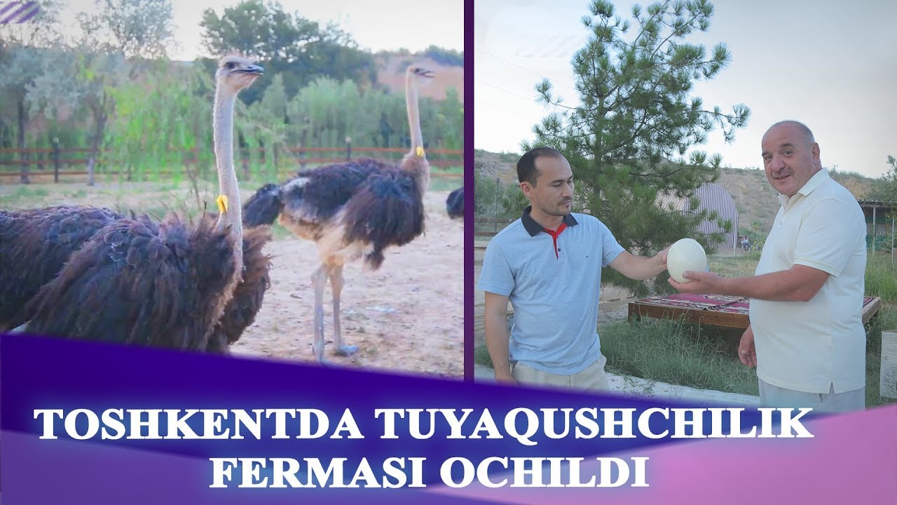 TOSHKENTDA TUYAQUSHCHILIK FERMASI OCHILDI