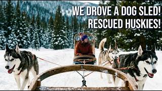 Dogsledding Colorado: Rescued Huskies Teach Us to Mush!
