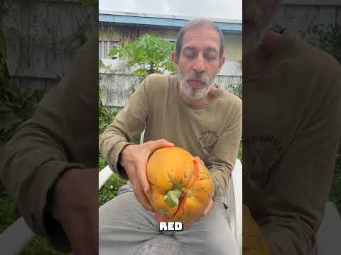 This Is Why It’s Called Red Lady #papaya  🍈🔥