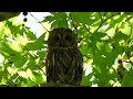 Η πιο κοινή ευρωπαϊκή κουκουβάγια....χουχουριστης!!!! #tawny_owl #wildlife #inthewild #ikaria