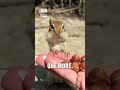 How many nuts can fit in charlie's mouth? 🌰🐿️🤔                         🎥: Instagram / charliethechip