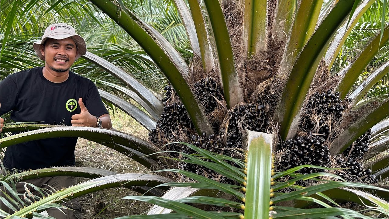 Melihat Performa Kebun Kelapa Sawit Unggul SEU SUPREME