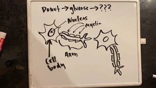 Basics Of Brain Chemistry