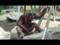 Baby Gorilla Kajolu-Mother Baghira-Father Rututu - Chimpanzee Willy Munich Zoo - Tierpark Hellabrunn