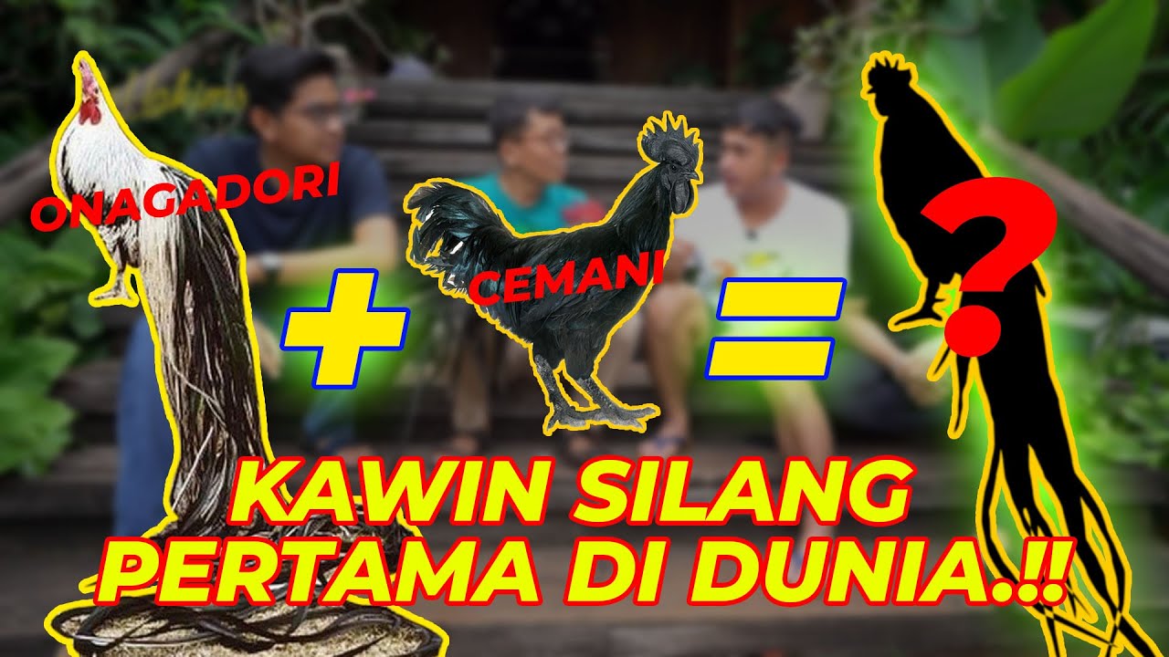 AYAM EKOR PANJANG KAWIN SAMA CEMANI..?? JADI AYAM HITAM EKOR PANJANG..??