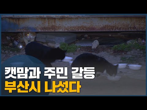 중성화 수술에 이어 무료 화장까지, 길고양이 갈등풀까