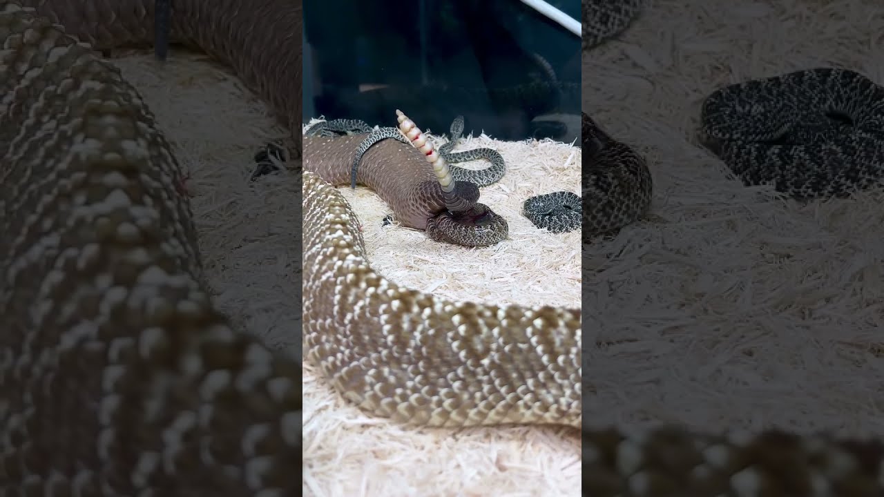 Rattle Snake Giving Birth For The First Time