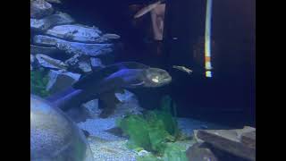Wolf eel feeding