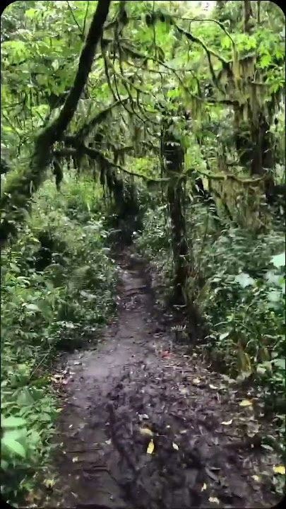 Hutan Rimba belantara #hutan #rimba #daun #pohon #suara #burung