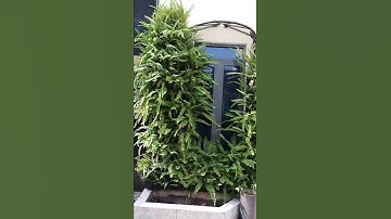 LẮP ĐẶT HỆ THỐNG TƯỚI NHỎ GIỌT CHO MẢNG XANH TƯỜNG NHÀ MẶT TIỀN . TẠO CẢNH QUAN XANH ĐẸP. LH 0909438