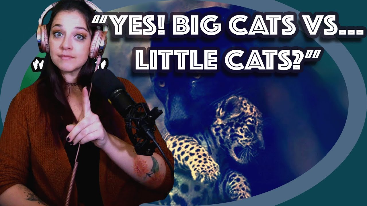 Lauren Reacts! The Ridiculously Complicated World of CatsCasual