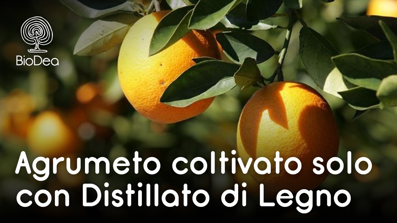 Agrumi coltivati con il Distillato di Legno BioDea - L'esperienza di Giuseppe