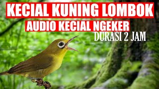 SUARA KECIAL KUNING NGEKER FULL 2 JAM  || MASTERAN KECIAL KUNING NGERIWIK