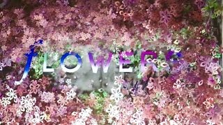 FLOWERS by NAKED 2017 @日本橋三井ホール COREDO室町 -Digital(3D/2D) & Real Flowers Event-