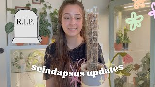 Scindapsus Collection Updates 🪴🤍 | March 2026