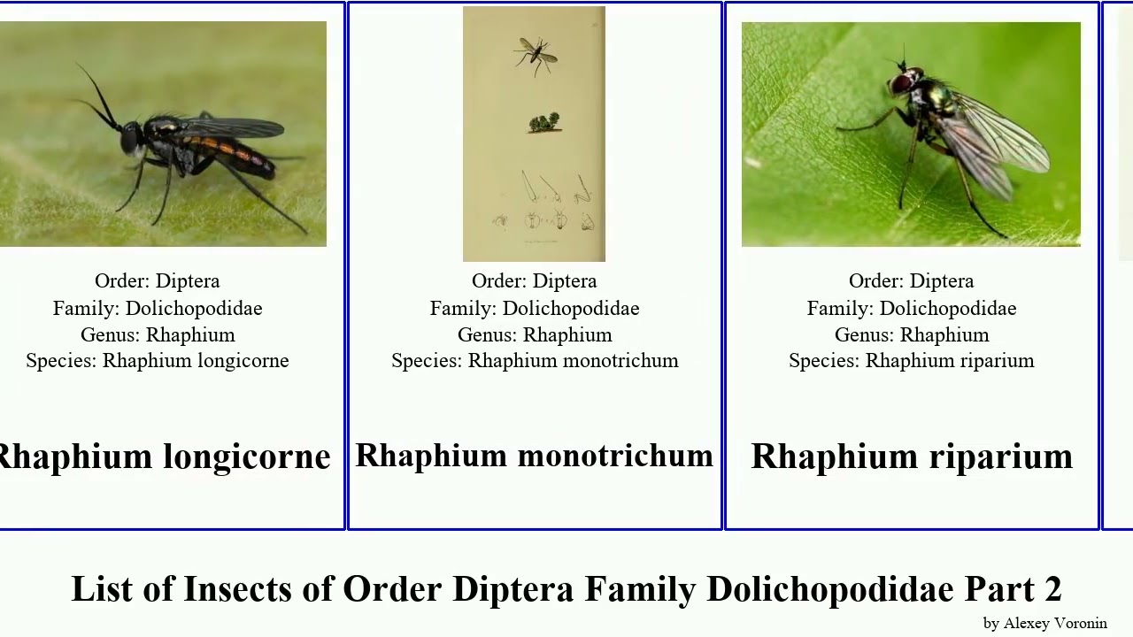 List of Insects of Order Diptera Family Dolichopodidae Part 2 lichtwardtia medetera rhaphium