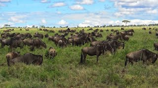 A Day in the Life of Gnus and Wildebeests in Tanzania @TheWildTube by The Wild Tube 940 views 10 months ago 13 minutes, 3 seconds