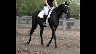 BEAUTY'S GORGEOUS SOFT TROT NO REINS WHILE OTHER HORSES GALLOPING AROUND NEXT DOOR screenshot 2
