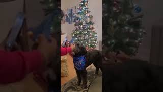 Birthday Celebration Of Our Pet Bolt