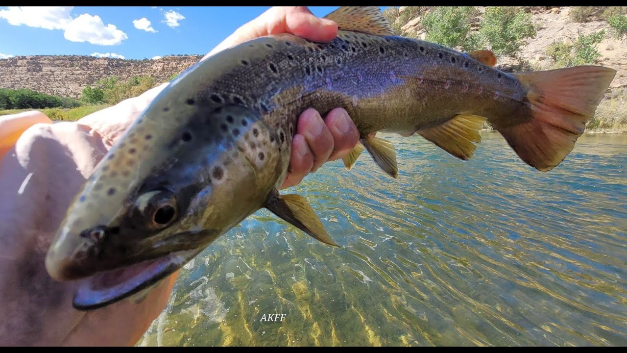 San Juan River Munoz Trout Vacuum Fly Fishing Report Oct 2025