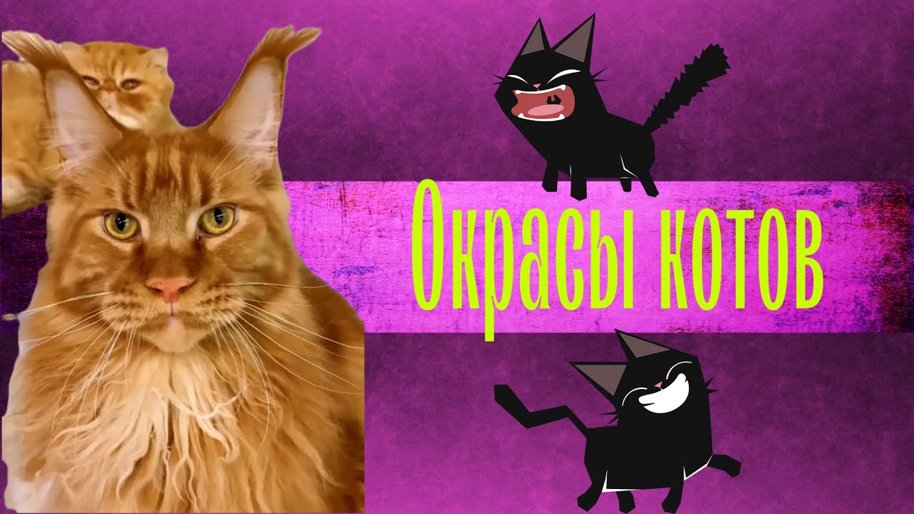 Какие окрасы кошек популярны?