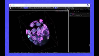 Maximum Intensity Projection in WEBKNOSSOS