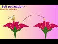 Pollination and its types