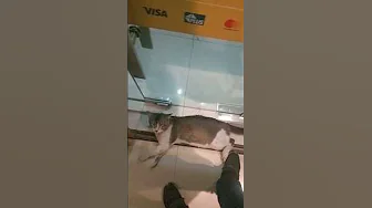 Satpam penjaga ATM 😹  |#cat ,#catlover ,#cute thumbnail