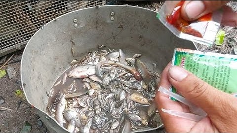 Cách làm mồi Cắm Câu Ếch và Món Ếch xáo Măng Của Mẹ | Đất Long An | Fried frog with bamboo shoots