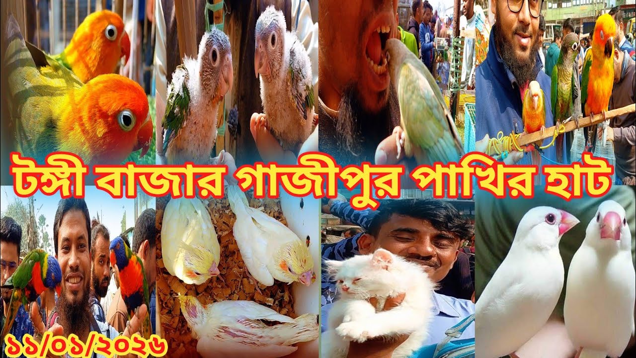 টঙ্গী বাজার গাজীপুর পাখির হাট রবিবার || Tongi pakhir hat || Bird market || tongi hat 2026