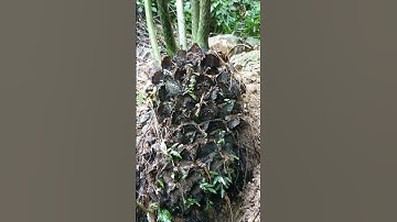 Cây móng ngựa ,vừa làm thuốc vừa làm cảnh đê || zalo:0396761661