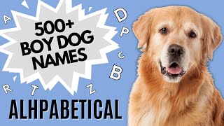 500  Male Dog Names for Every Letter of the Alphabet | Alphabetical Male Dog Names