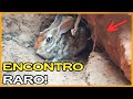ENCONTRO RARO COM O COELHO DA CAATINGA + VLOG NA ROÇA