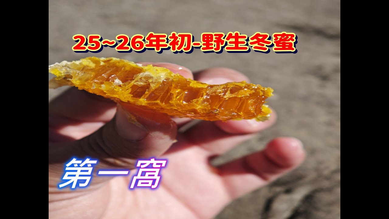 2025年冬蜜正式採集啦~~~跟著阿浦來開箱真實的野蜜吧