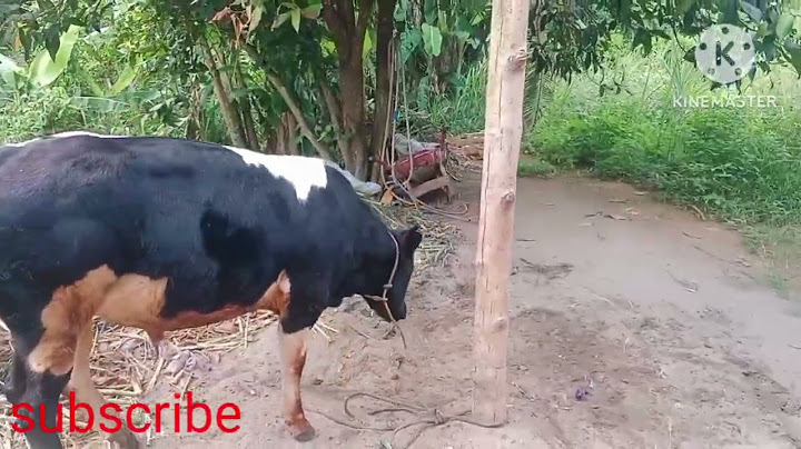 Wah ada yang baru nih,Sapi belgian blue gatot kaca limosin asli dari lhokseumawe  Aceh