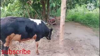 Wah ada yang baru nih,Sapi belgian blue gatot kaca limosin asli dari lhokseumawe  Aceh