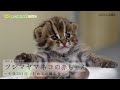 【東山動植物園公式】ツシマヤマネコの赤ちゃん～生後22日目：初めての離乳食～《 ツシマヤマネコ 》