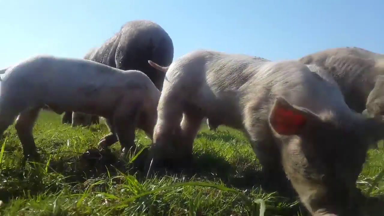 Free range pig Farming  - 3 Week old Piglets living Freely