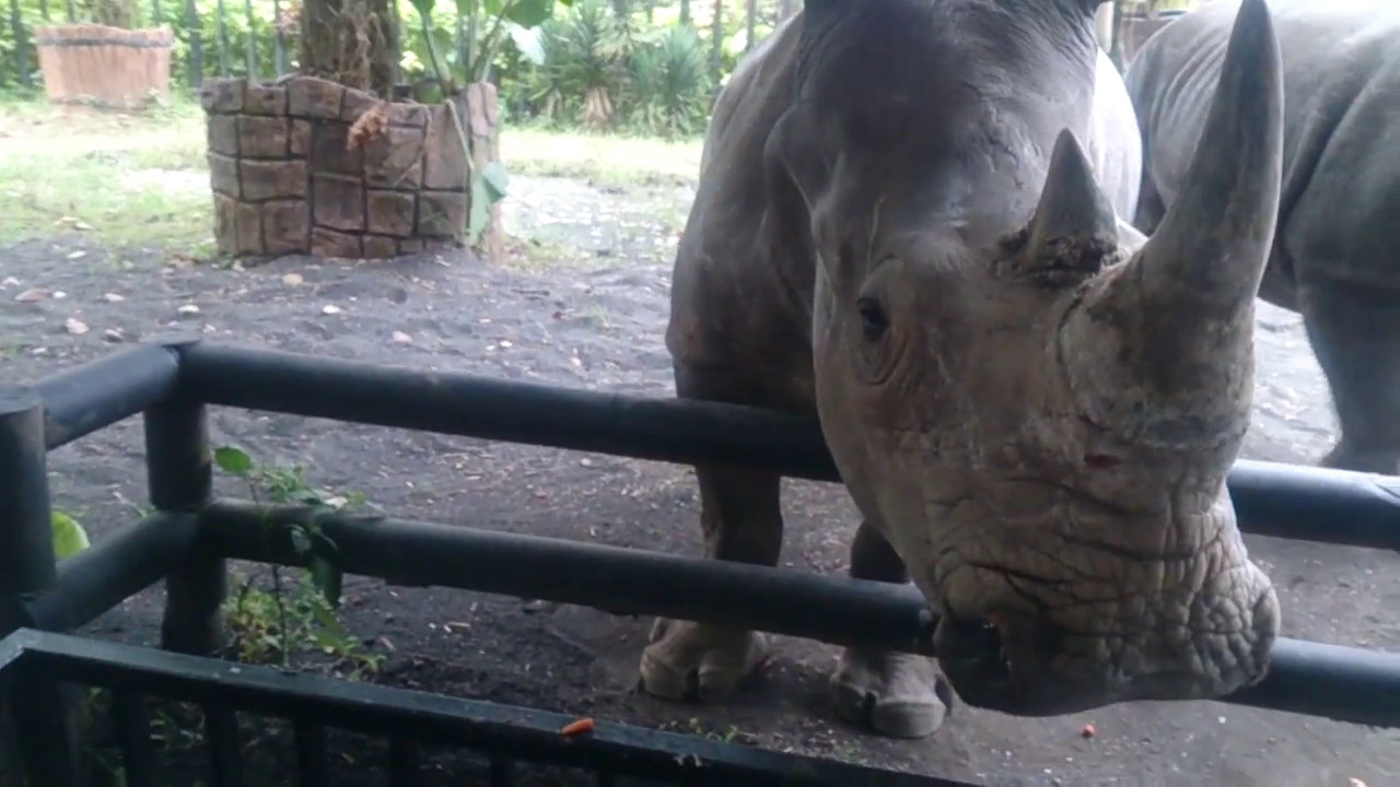 Jatim Park 2 Batu Secret Zoo