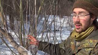 Coppicing Basket Willows