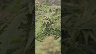 Week 8 Muscle Dummy/ Lemon Space Cake Mr Green Jeans Genetic.