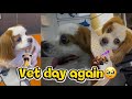 Vet Time Again Episode 17
