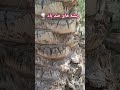 این ریشه ها به درخت نخل که فقط از طول رشد میکند و رشد قطری ندارد در مقابل باد و شکسته شدن کمک میکند 