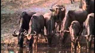 Wildebeest Hunted By Crocodiles